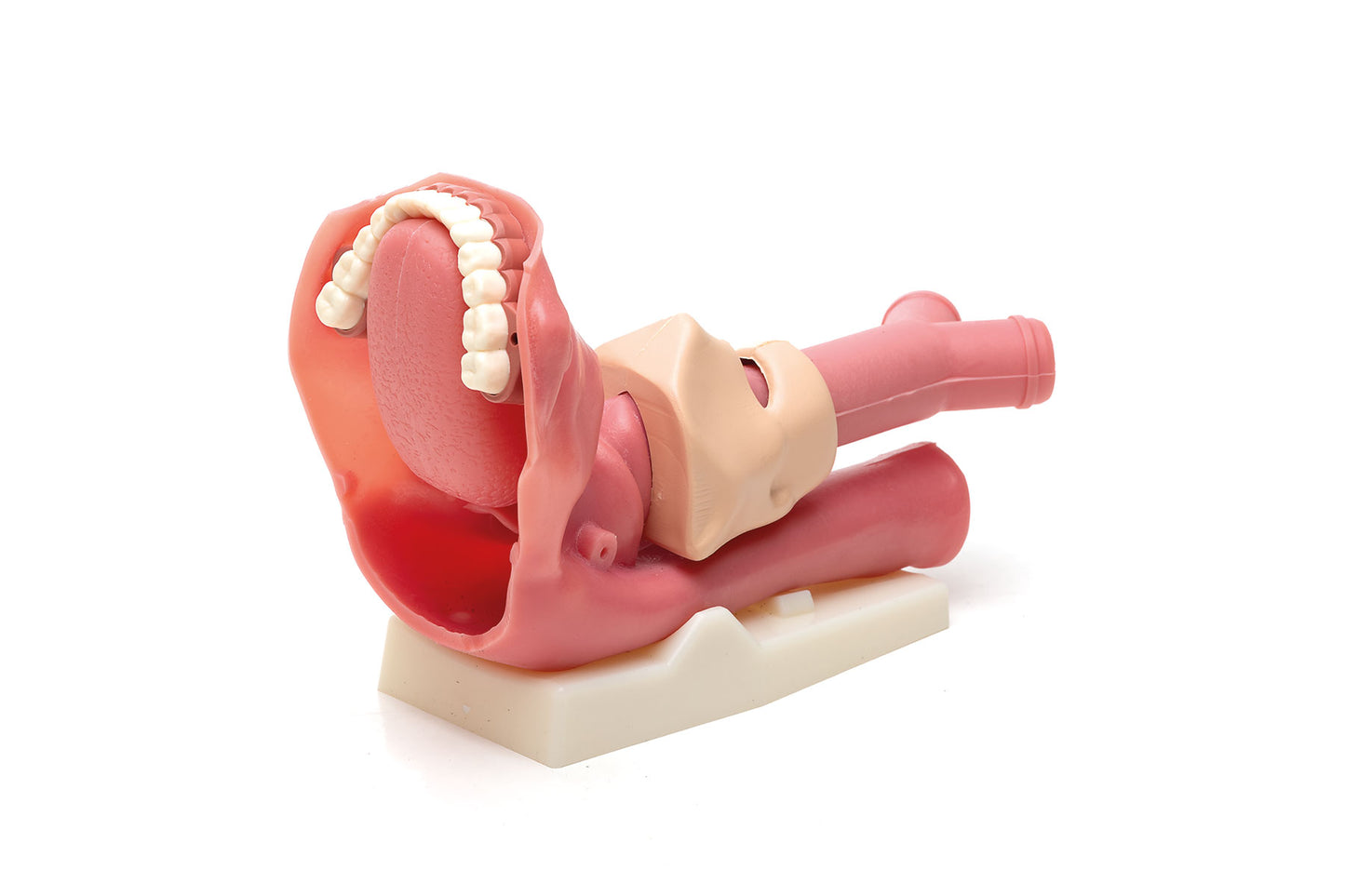 Airway Management Trainer Laerdal