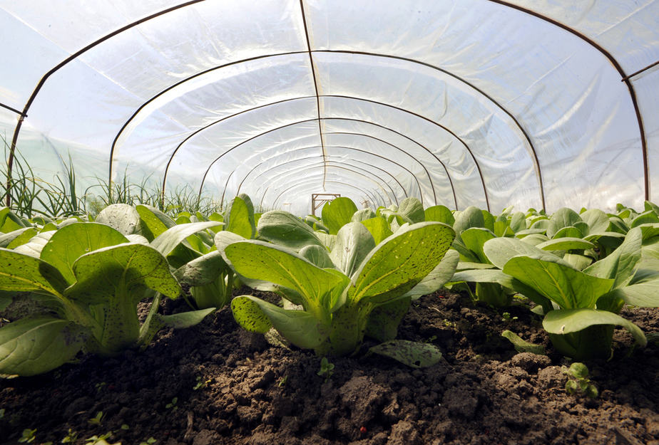 Dura-Film Greenhouse Polyethylene Rolls 20 ft